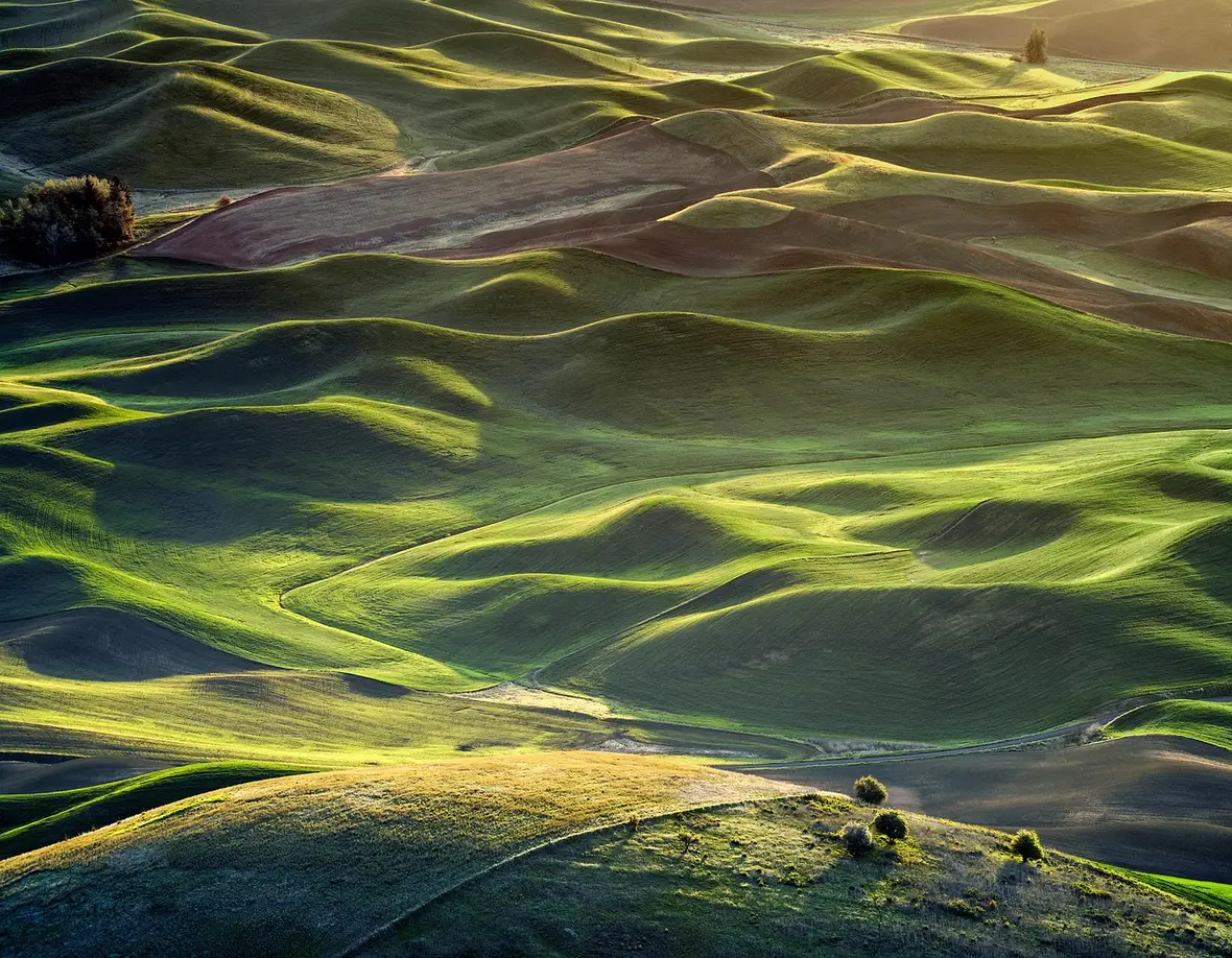 The rolling green landscape of the Waikato, New Zealand